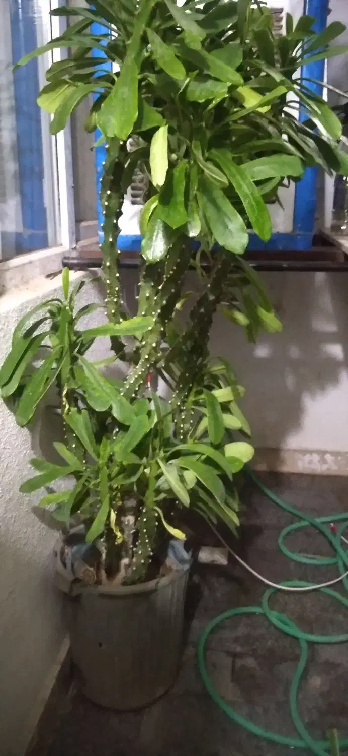 گل افیبوریا فیگلونا زیبا.وشاداب..|گل و گیاه طبیعی|هشتگرد, شهرک گلخانه|دیوار