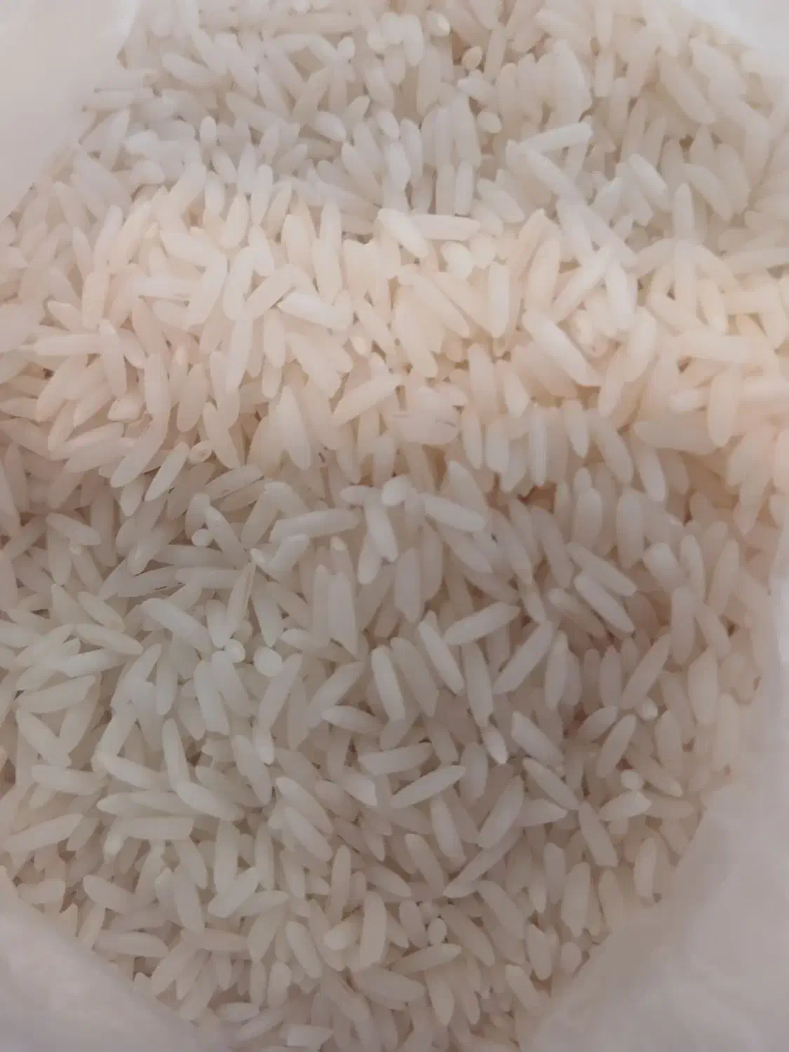 برنج طارم وشیرودی وفجر فروشی|عمدهفروشی|بابلسر, |دیوار