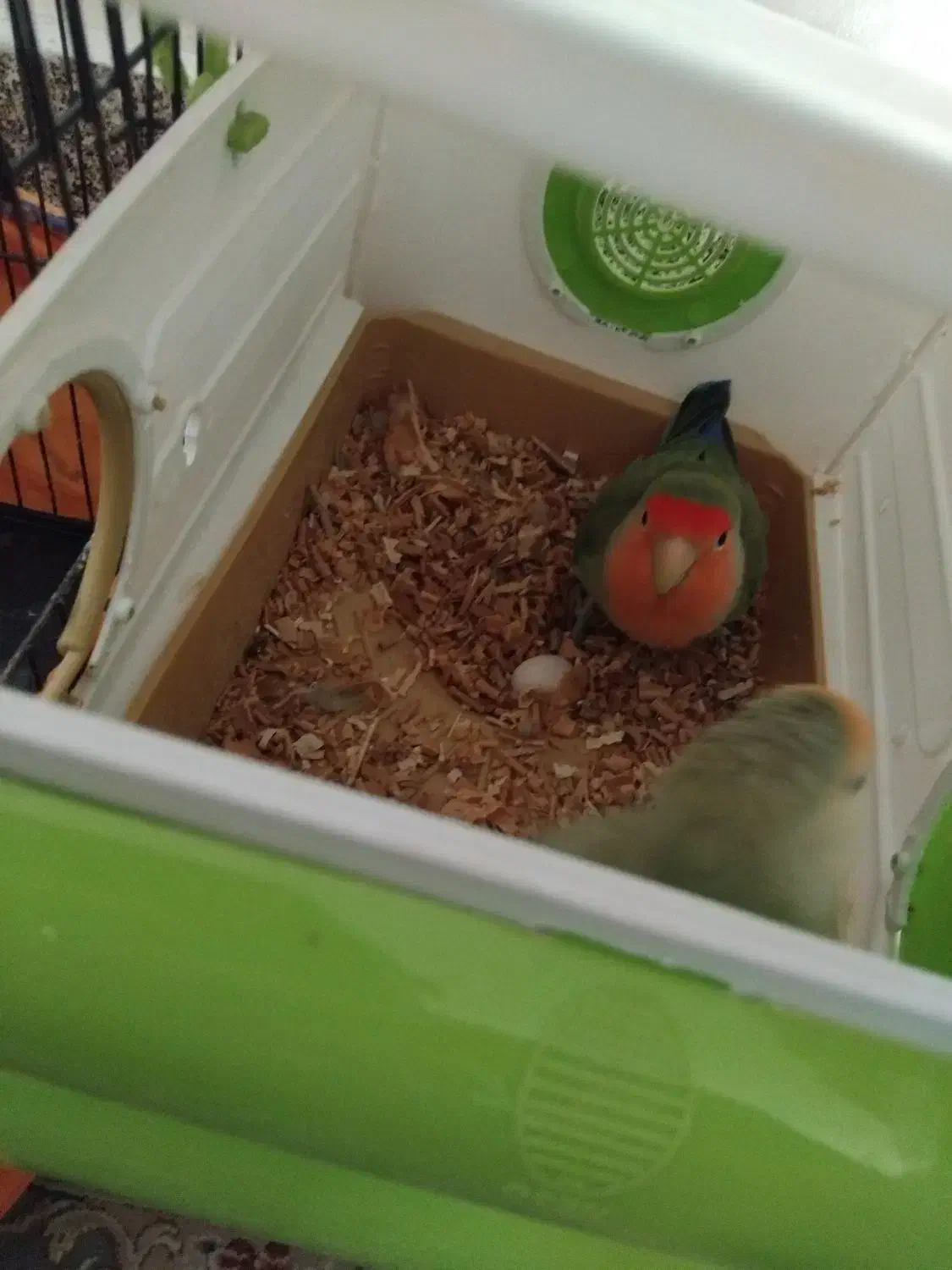 طوطی برزیلی|پرنده|گلستان (تهران), |دیوار