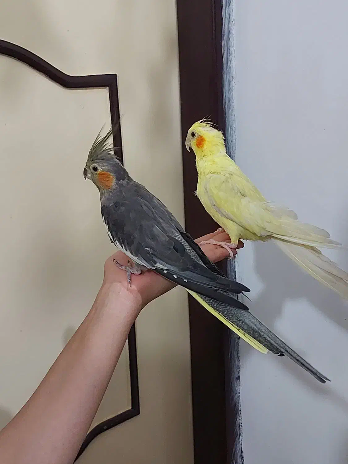 طوطی عروس جفت و مولد و سخنگو|پرنده|سنندج, |دیوار