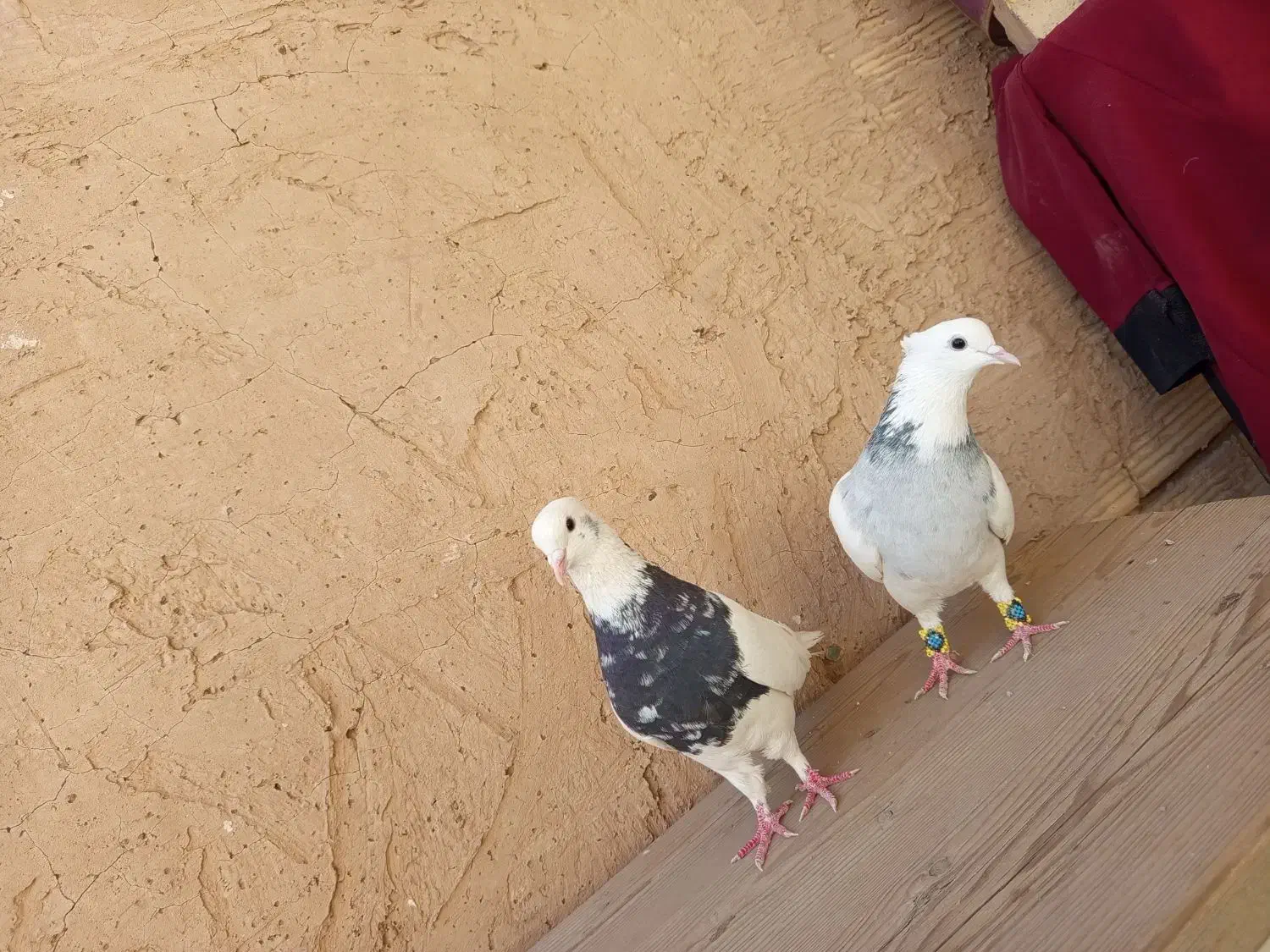 کفتر|پرنده|قم, زند آباد|دیوار