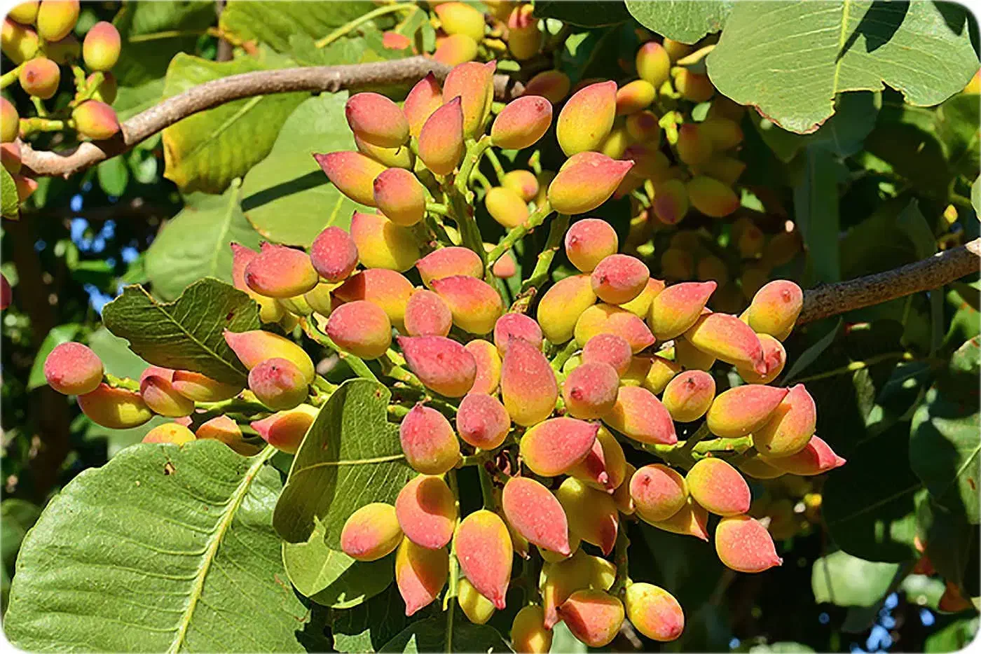 نهال های میوه و خشکبار پربارده و زودبارده|خدمات باغبانی و درختکاری|هشترود, |دیوار