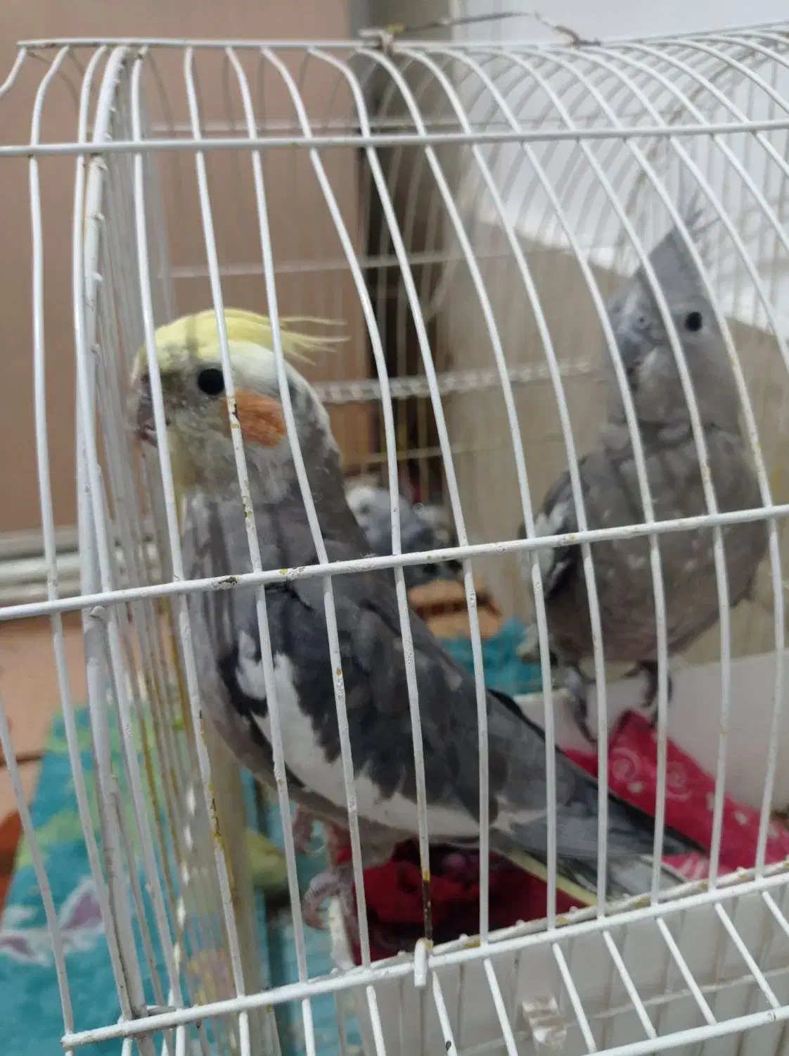 عروس هلندی و مرغ عشق|پرنده|پارس‌آباد, |دیوار