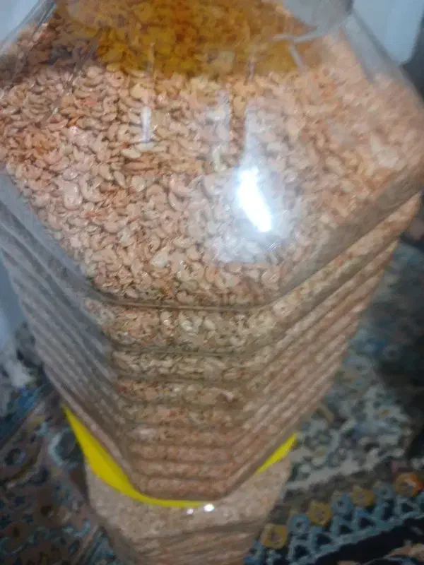 فروش گاماروس غذای ماهی|ماهی|چابکسر, |دیوار