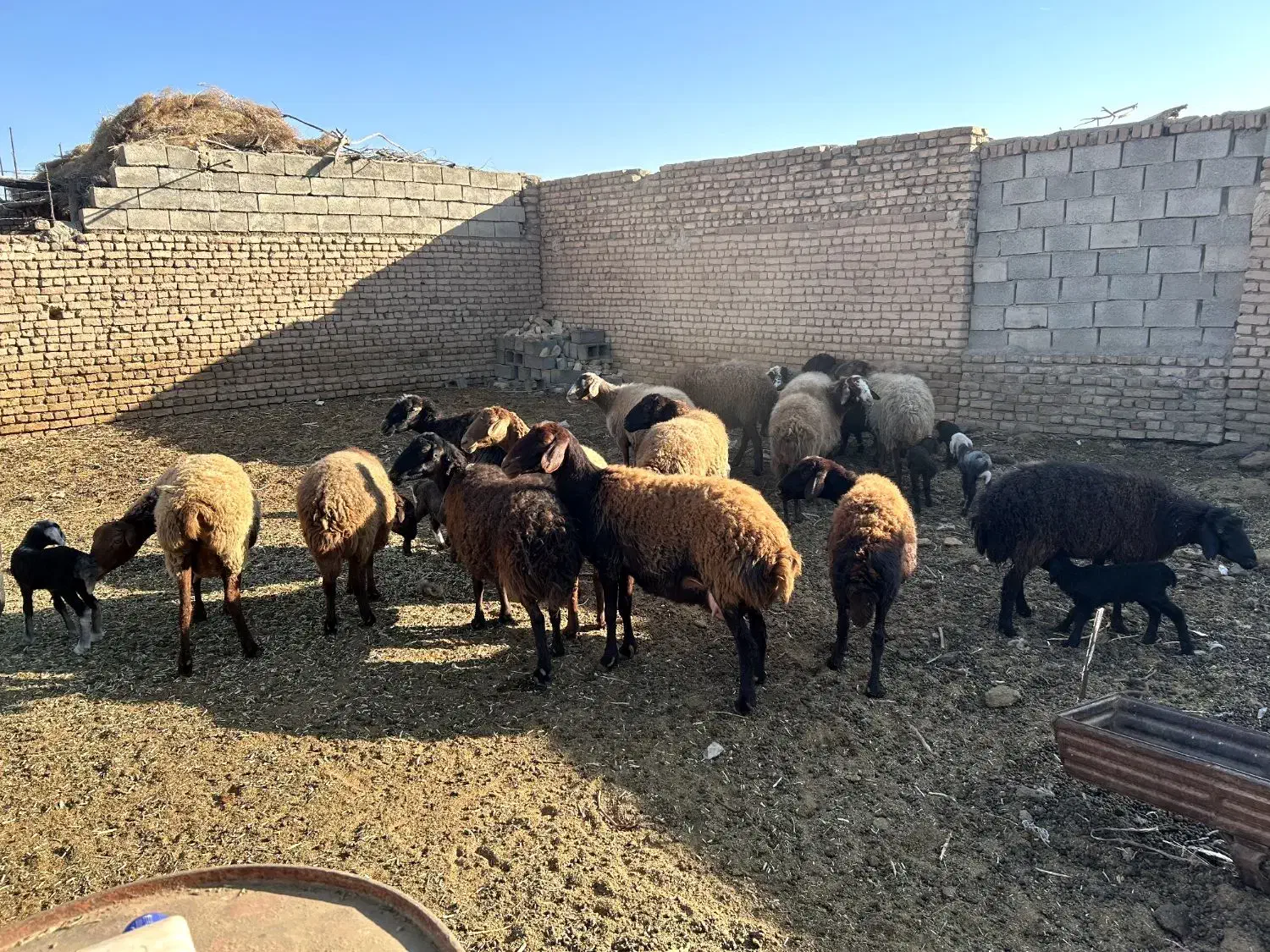 15راس کاور ۲ دندان و ۴ دندان|حیوانات مزرعه|بردسکن, |دیوار