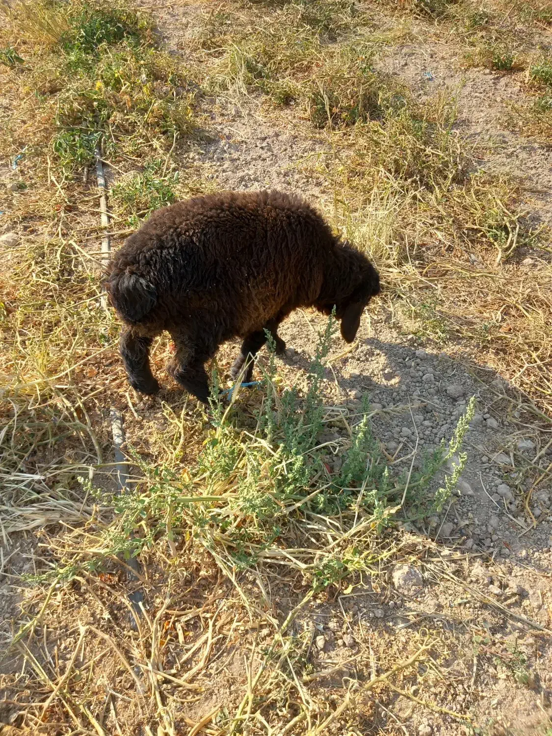 فروش ۷راس میش و بره|حیوانات مزرعه|پاسارگاد, |دیوار