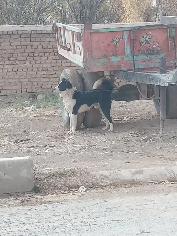 فروش یک قلاده سگ نگهبان|سگ|فریدونشهر, |دیوار