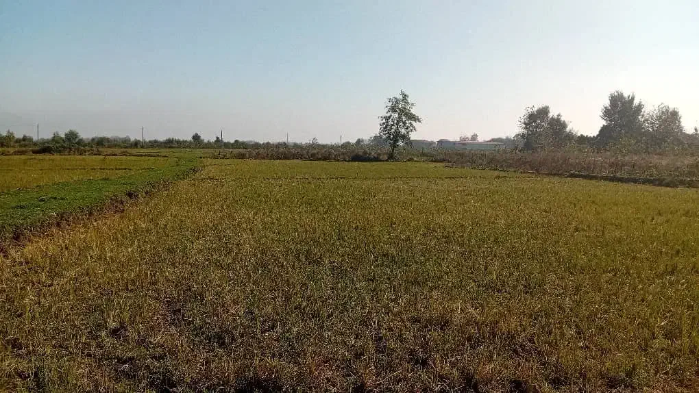 25000 هزار متر شالیزار سنتی بافت روستا|فروش زمین و ملک کلنگی|ماسال, |دیوار