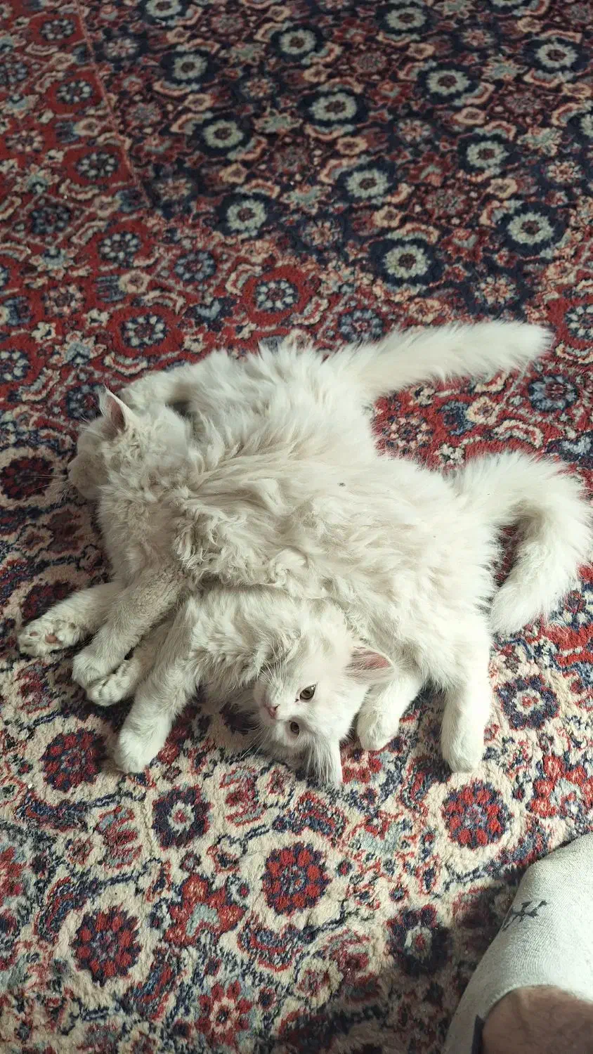 بچه گربه پرشین|گربه|کرمان, |دیوار