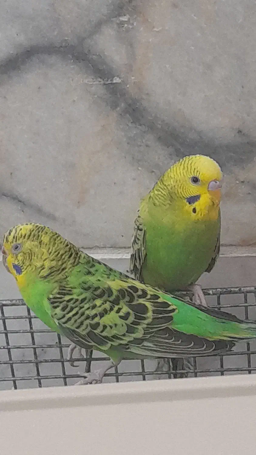 مرغ عشق|پرنده|یزد, |دیوار