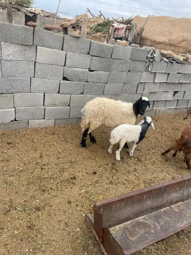 میش|حیوانات مزرعه|سیرجان, |دیوار