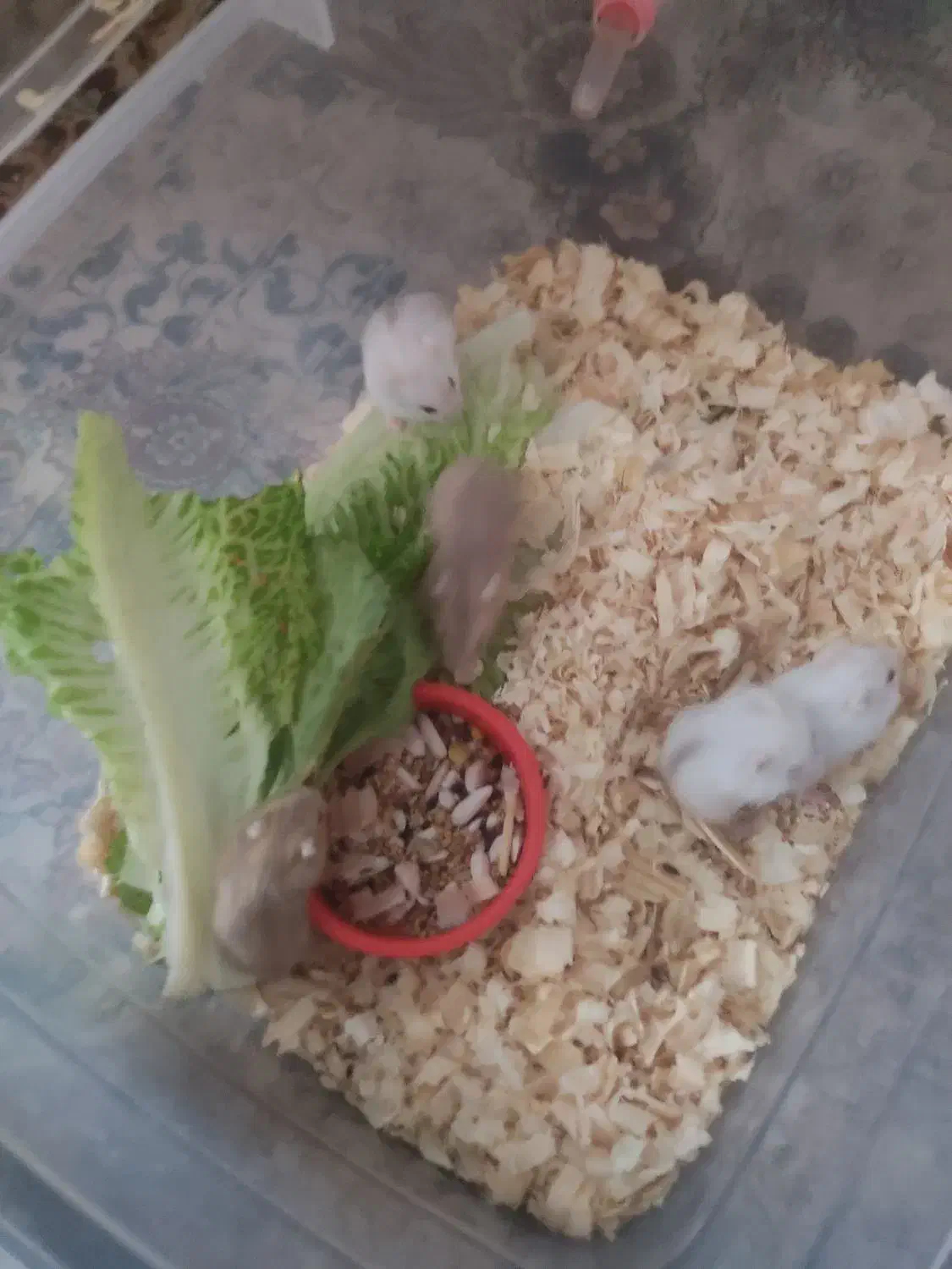 همستر مینیاتوری کمپل|موش و خرگوش|یزد, |دیوار