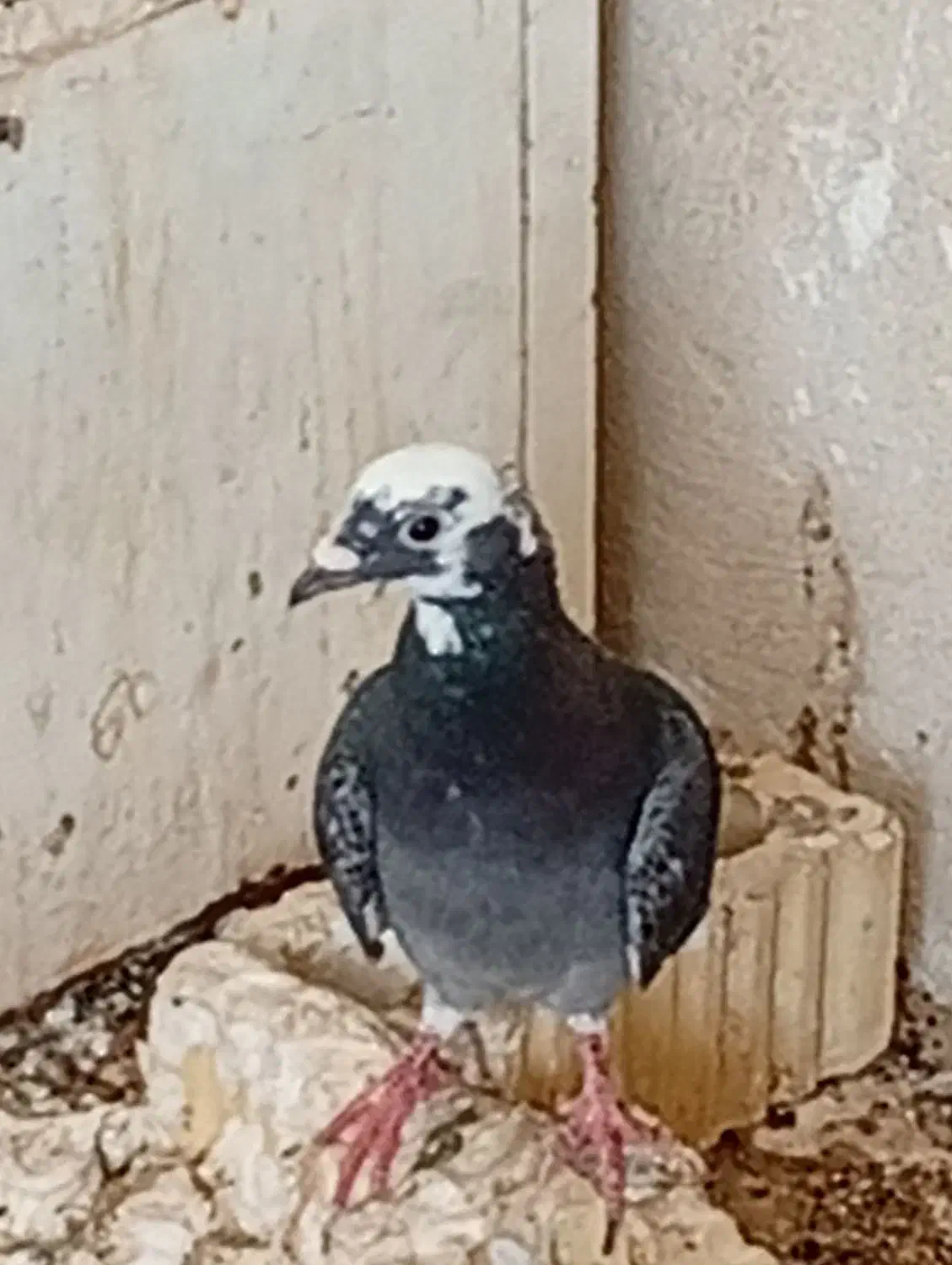 کبوتر|پرنده|خورموج, |دیوار