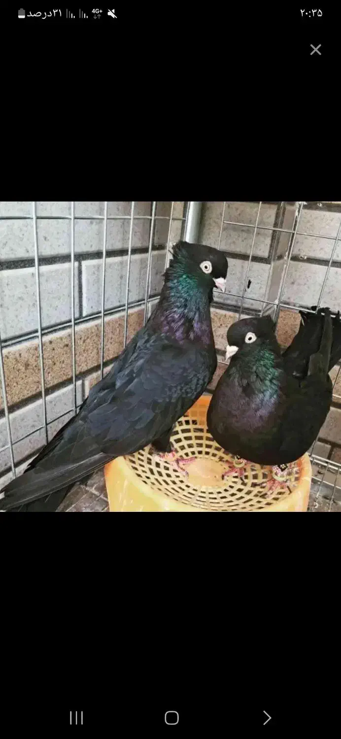 صرب نر|پرنده|ایذه, |دیوار