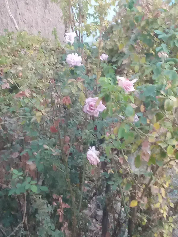 تدریس ریاضی و فیزیک|خدمات آموزشی|خوی, |دیوار