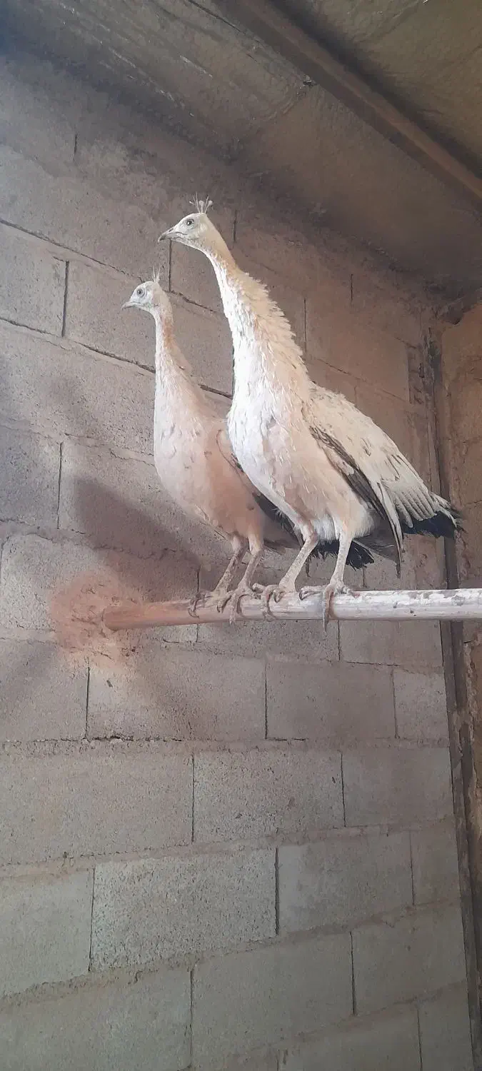 فروش طاووس ماده مصری وسفید|حیوانات مزرعه|کرمان, |دیوار
