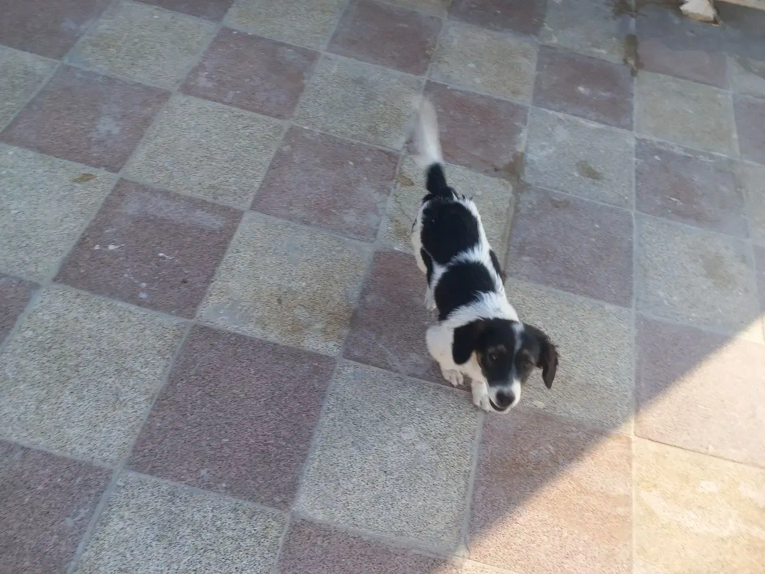 سگ ماده|سگ|گرگان, |دیوار