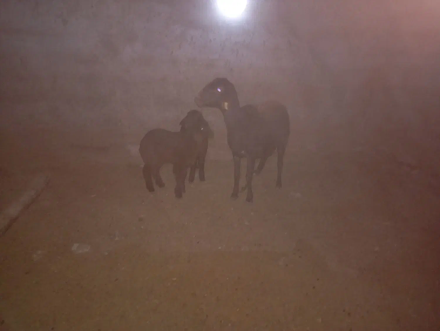 سه راس میش یک عدد دوقل دوعد یک قل|حیوانات مزرعه|نوده انقلاب, |دیوار