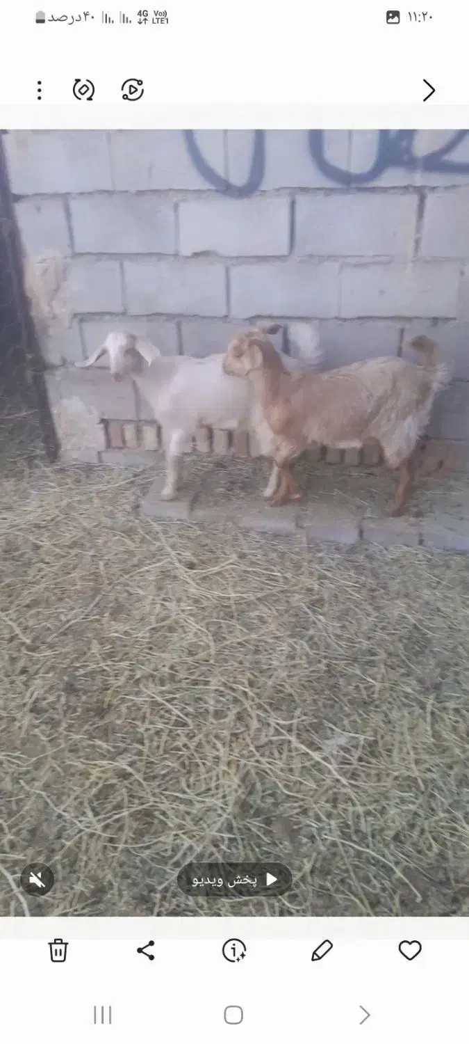 فروش دوراس بزغاله ماده سانن|حیوانات مزرعه|فردوس (خراسان), |دیوار