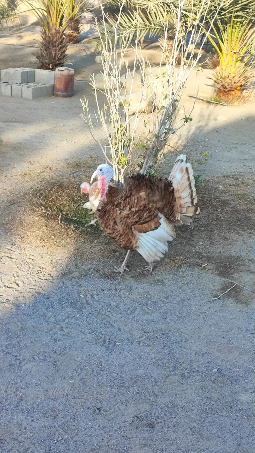 بوقلمون|حیوانات مزرعه|میناب, |دیوار