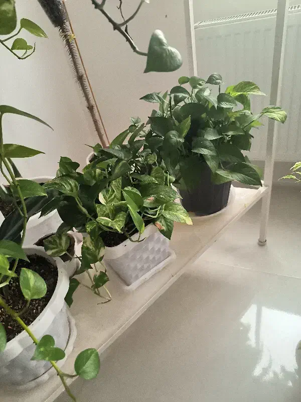 گل خانگی|گل و گیاه طبیعی|بروجرد, |دیوار