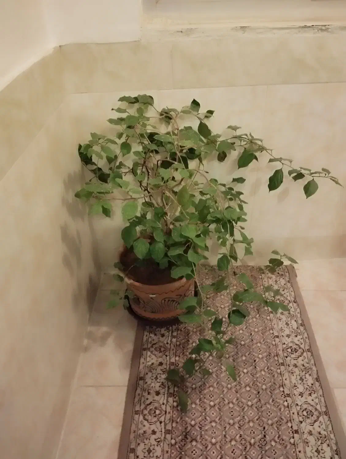 گل های زیبا باقیمت خیلی مناسب|گل و گیاه طبیعی|مرند, |دیوار