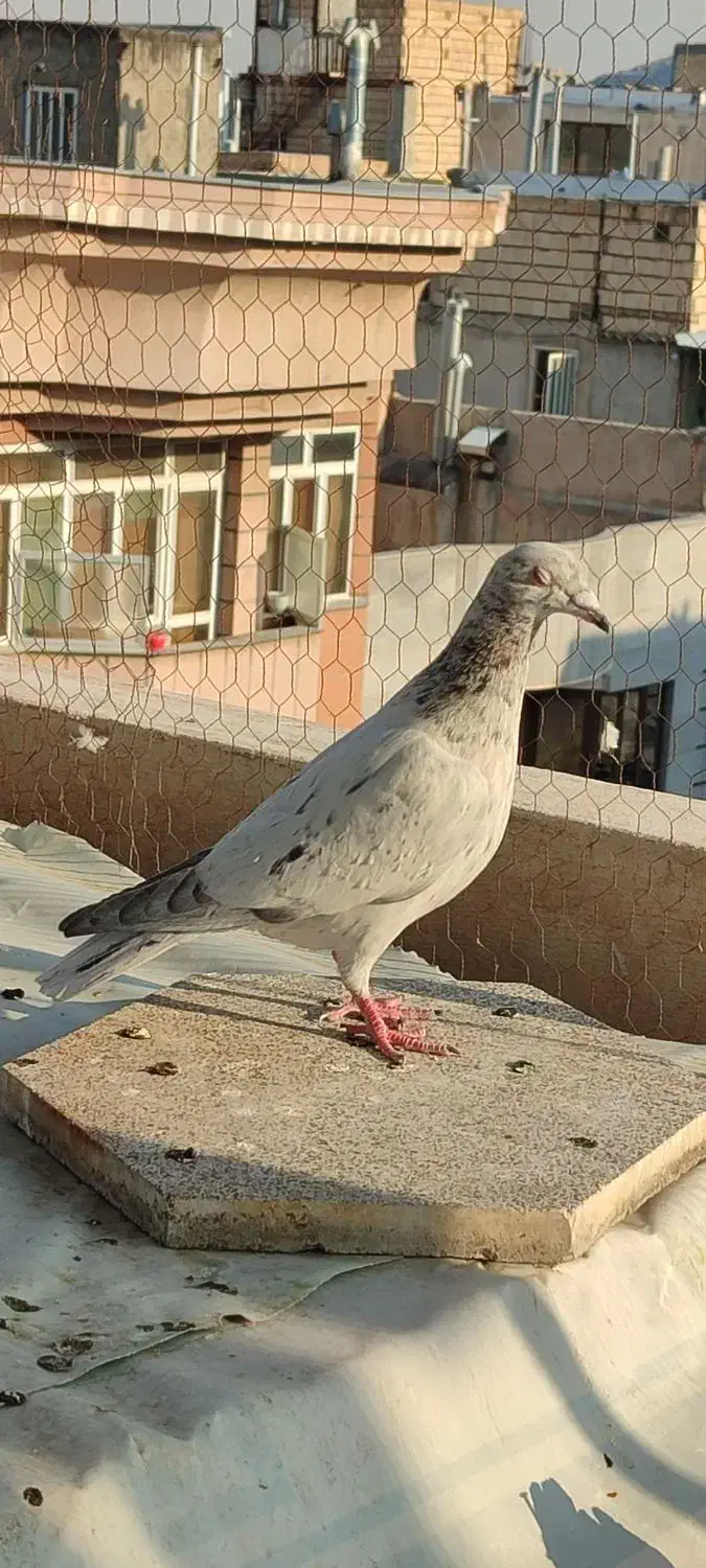 کبوتر|پرنده|مشهد, چهارچشمه|دیوار