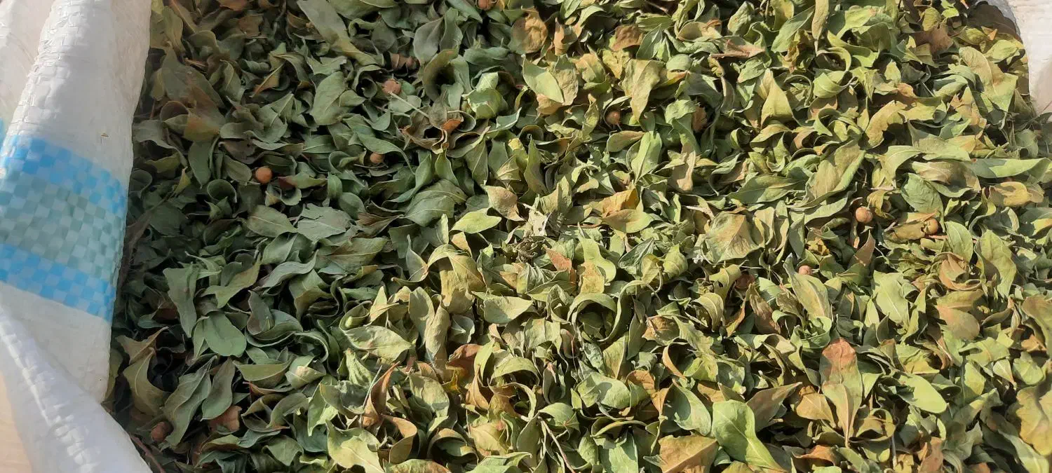 حنای محلی رودان|آرایشی، بهداشتی، درمانی|رودان, |دیوار