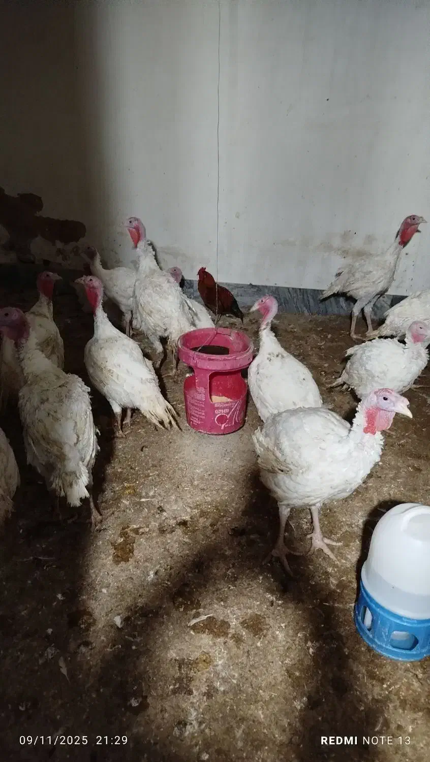 بوقلمون|حیوانات مزرعه|دره شهر, |دیوار