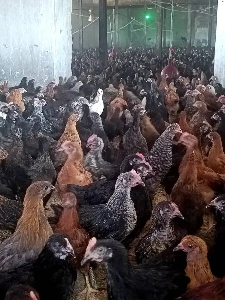 جوجه مرغ و خروس محلی و جوجه چهل روزه بیوتی|حیوانات مزرعه|آباده, |دیوار