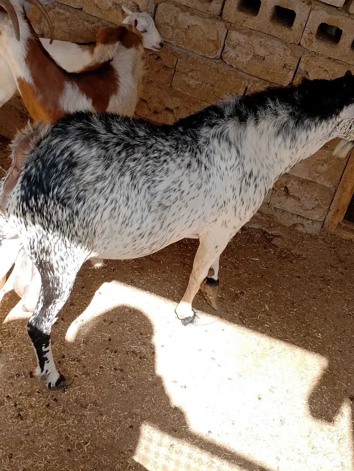 نری هم برای داشت و هم برای مال|حیوانات مزرعه|درگهان, |دیوار