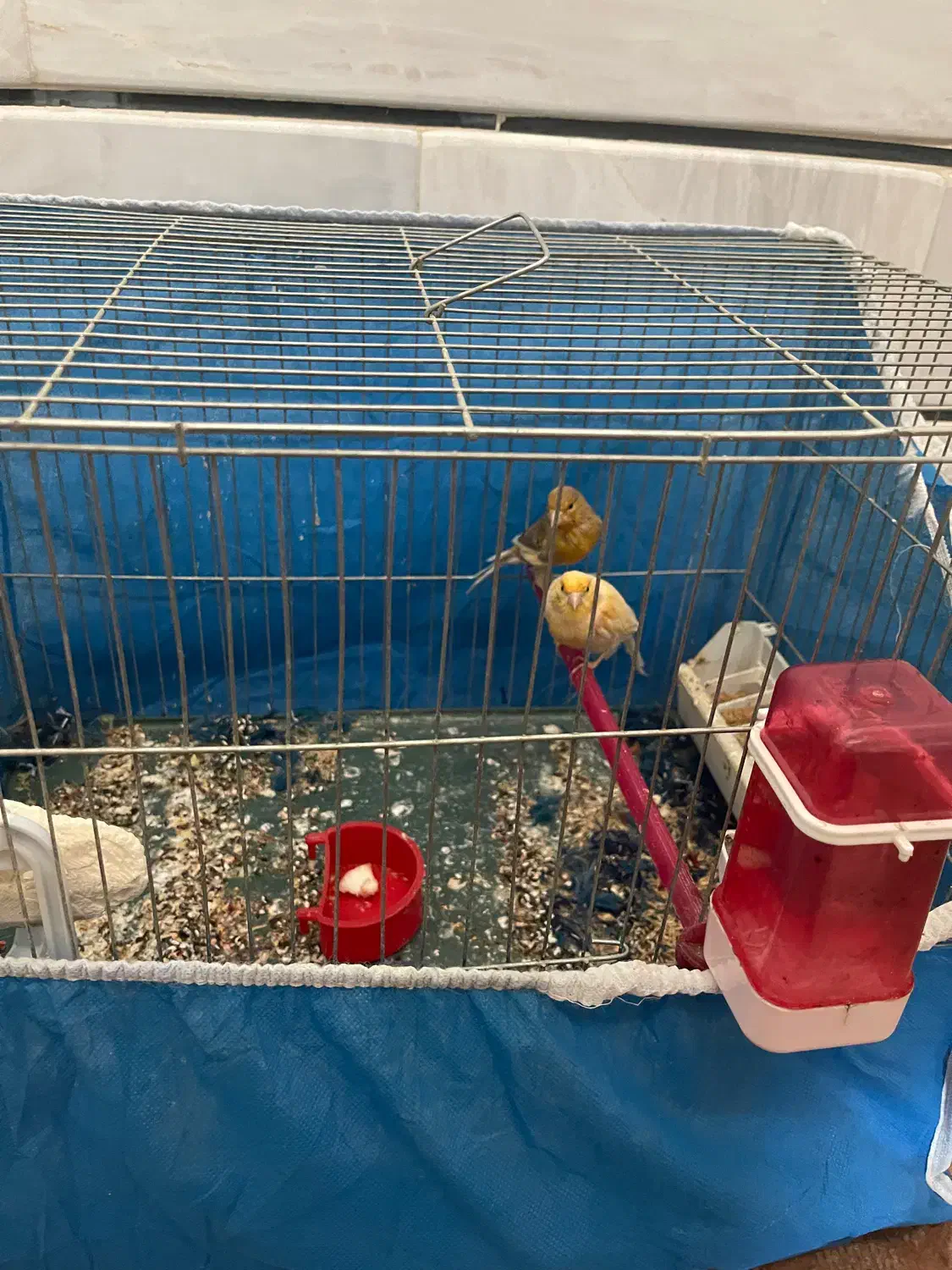 قناری ماده|پرنده|برخوار, |دیوار