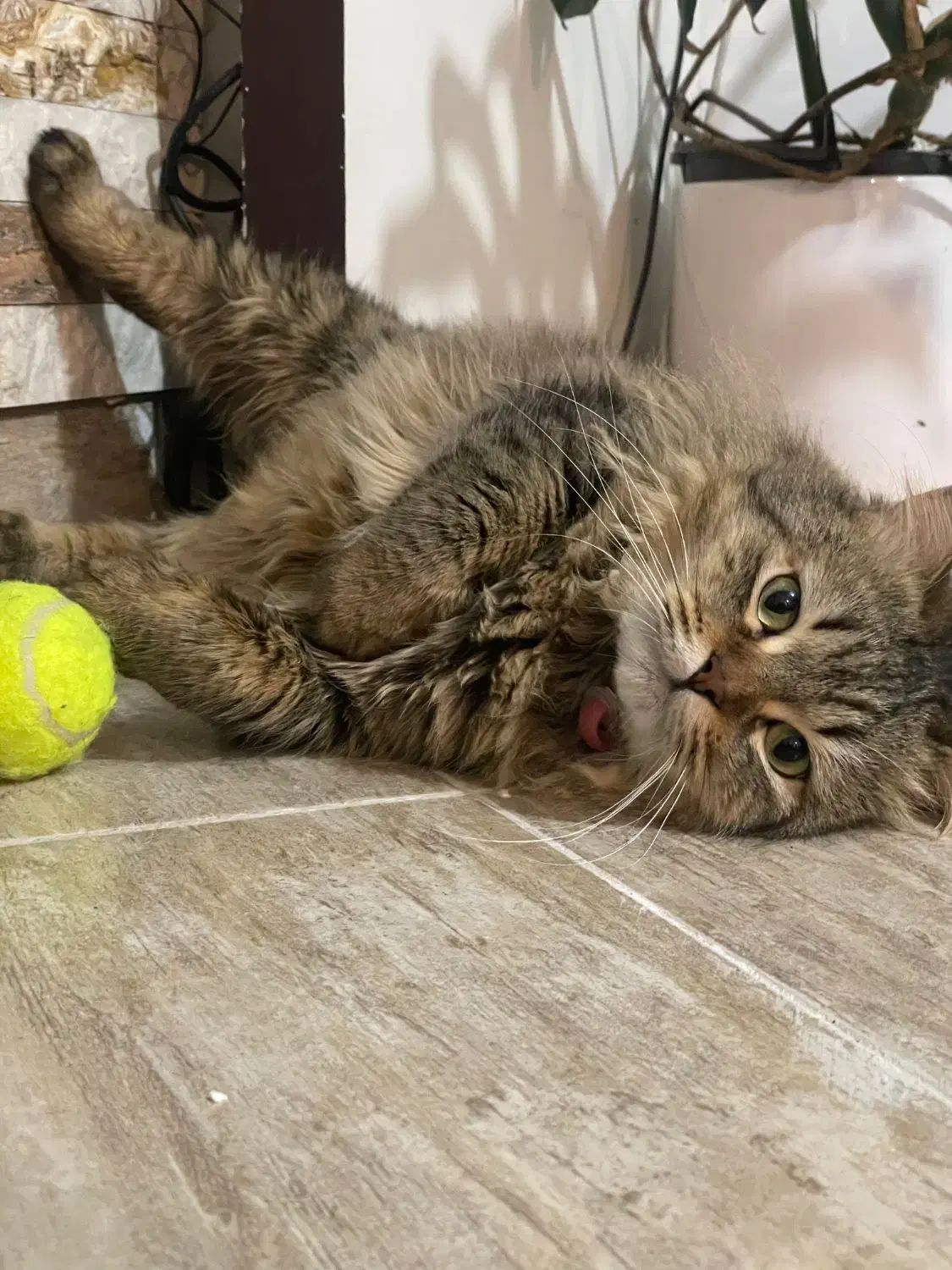 واگذاری گربه بیریتیش پرشین|گربه|لاهیجان, شیشه گران|دیوار