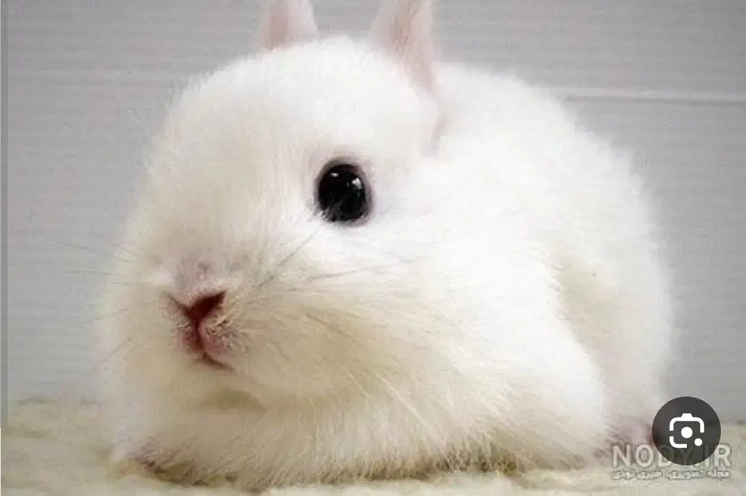 خرگوش|موش و خرگوش|اصفهان, اشکاوند|دیوار