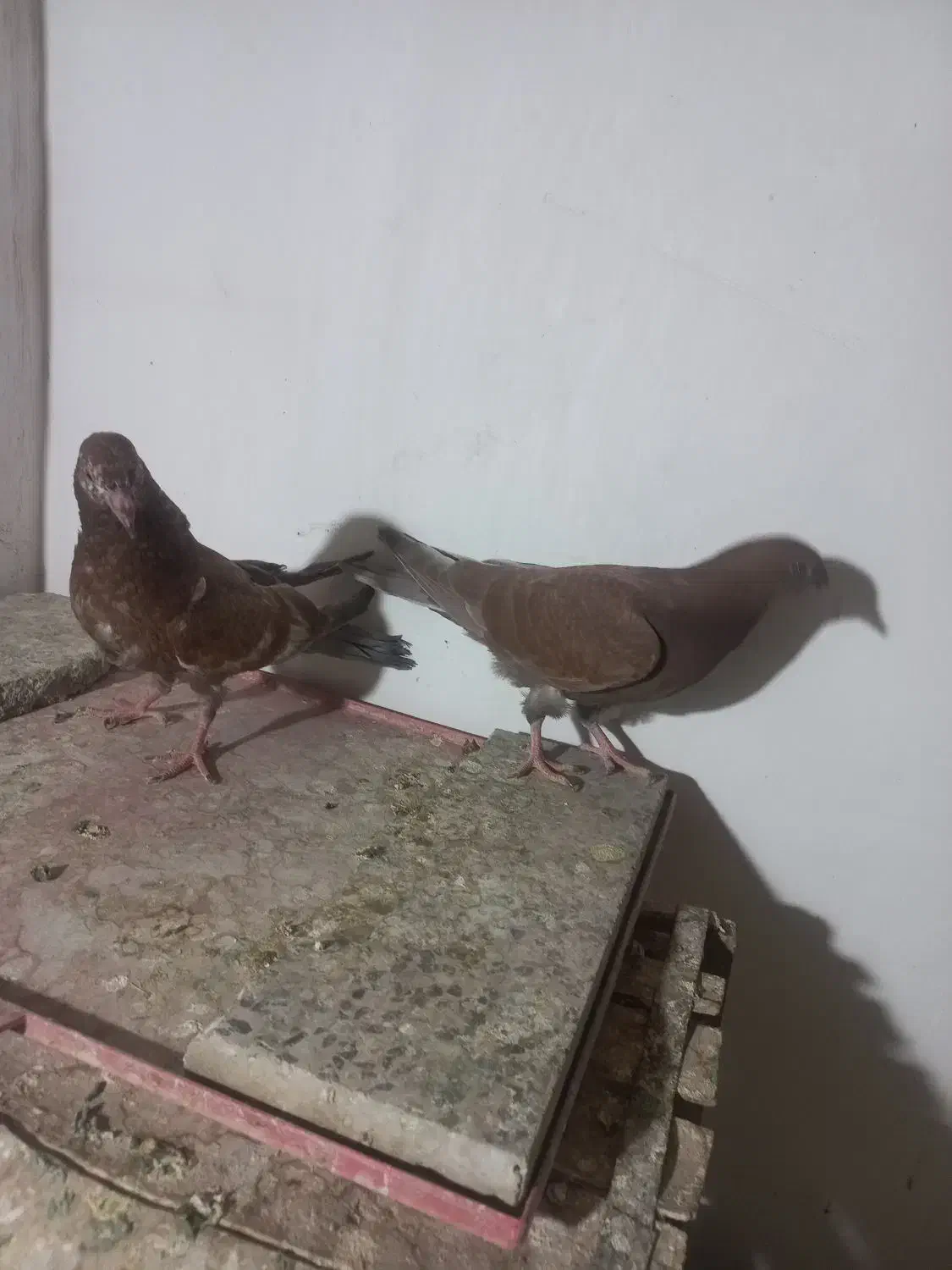 یک جفت مفلق و یک جفت نر و ماده|پرنده|نجفآباد, شیخ آباد|دیوار