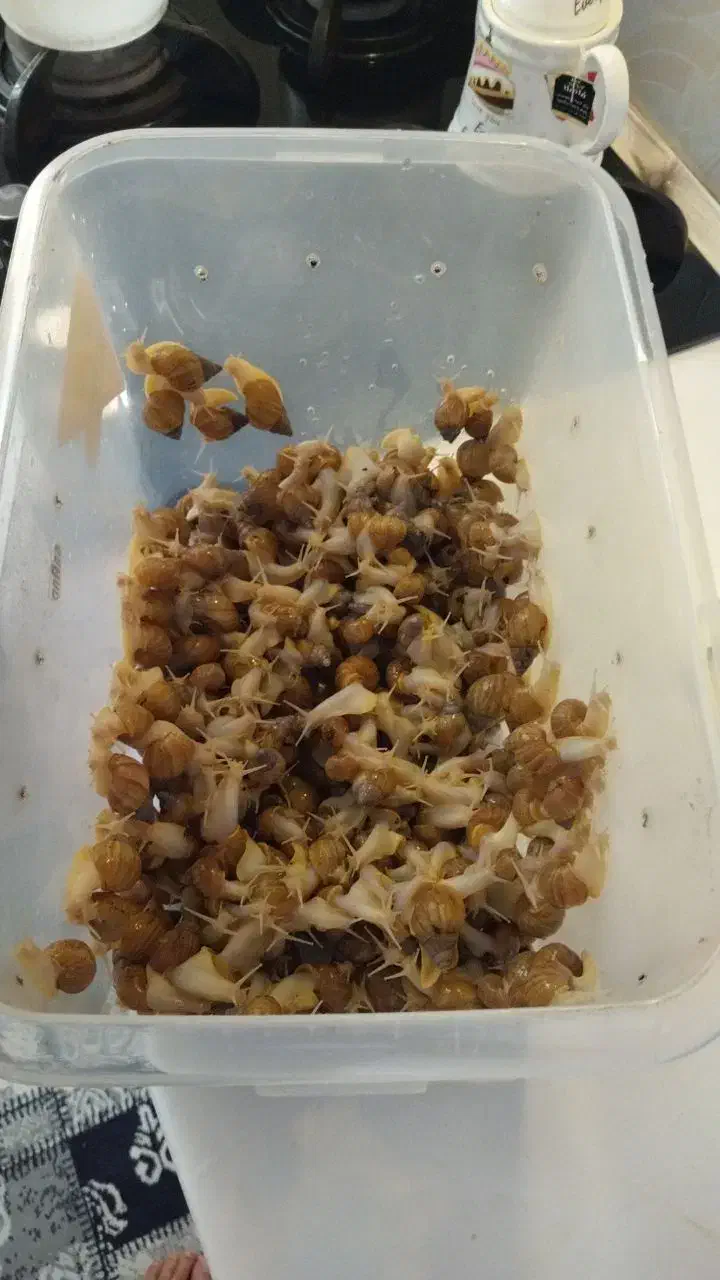 حلزون اچاتینا البینو|خزنده|پردیس, فاز ۱|دیوار