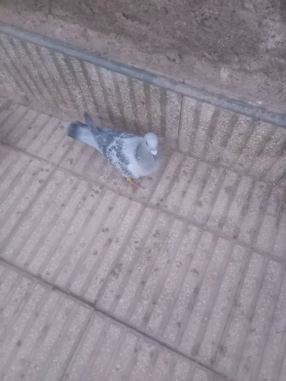 یک جفت کفتر ومرغ عشق|پرنده|سبزوار, قصبه غربی|دیوار