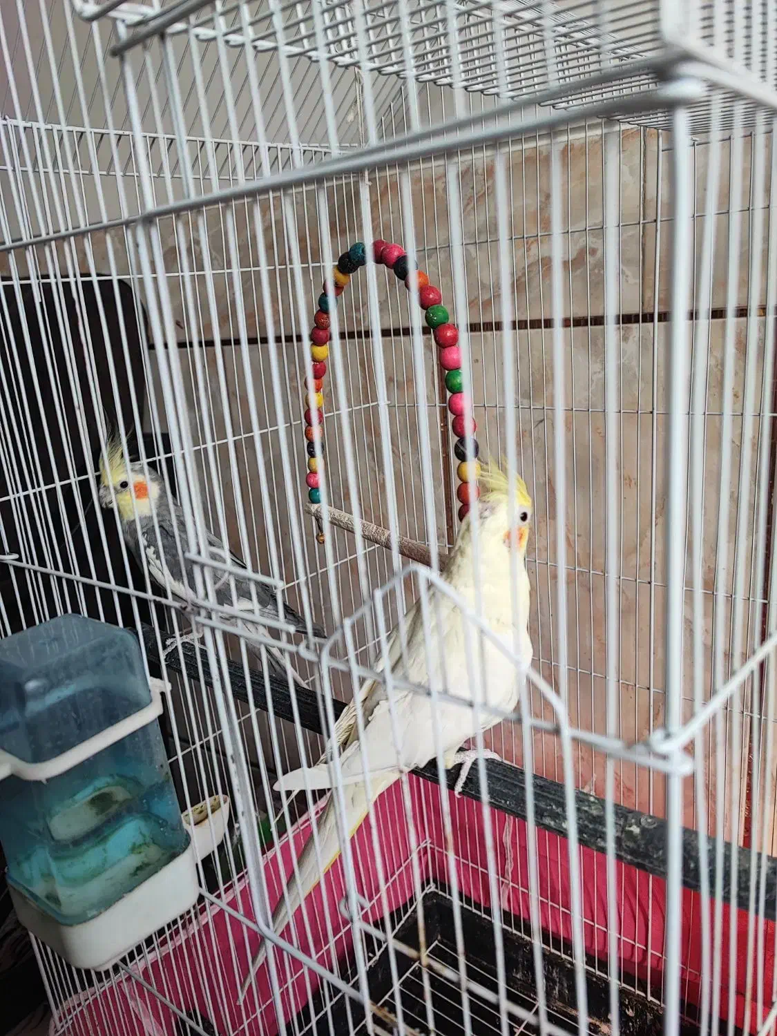 عروس هلندی نر و ماده با وسایل|پرنده|لنجان, |دیوار