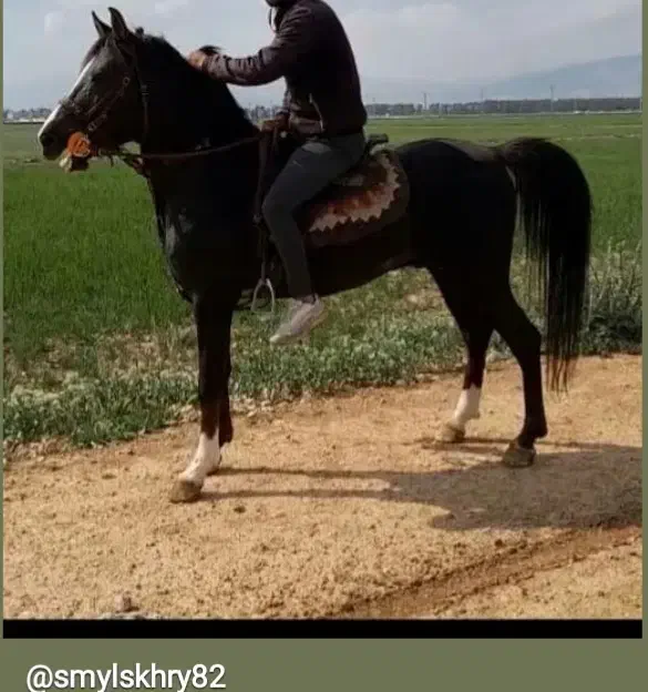 نریان سیلمی 7سال بشرط|اسب و تجهیزات اسب‌سواری|شیراز, شهرک مهدیه|دیوار