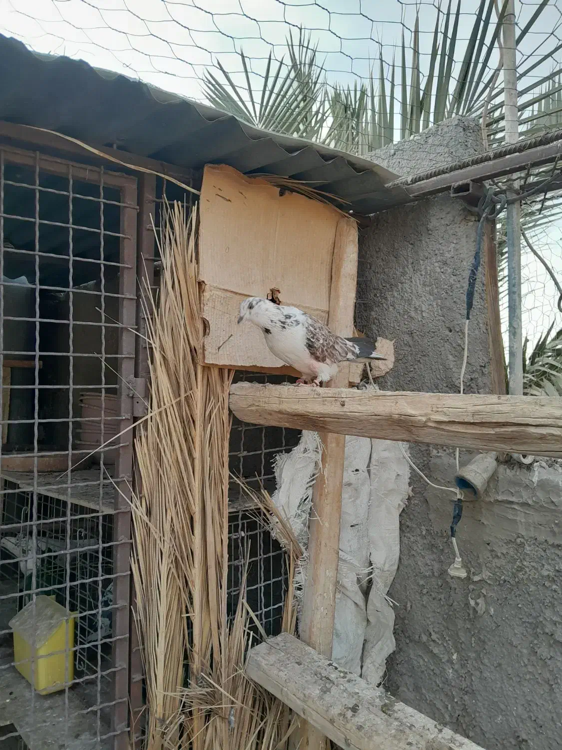 کفتر فروشی دونی ۱۰۰همه سالم سالم هسن|پرنده|بافق, |دیوار