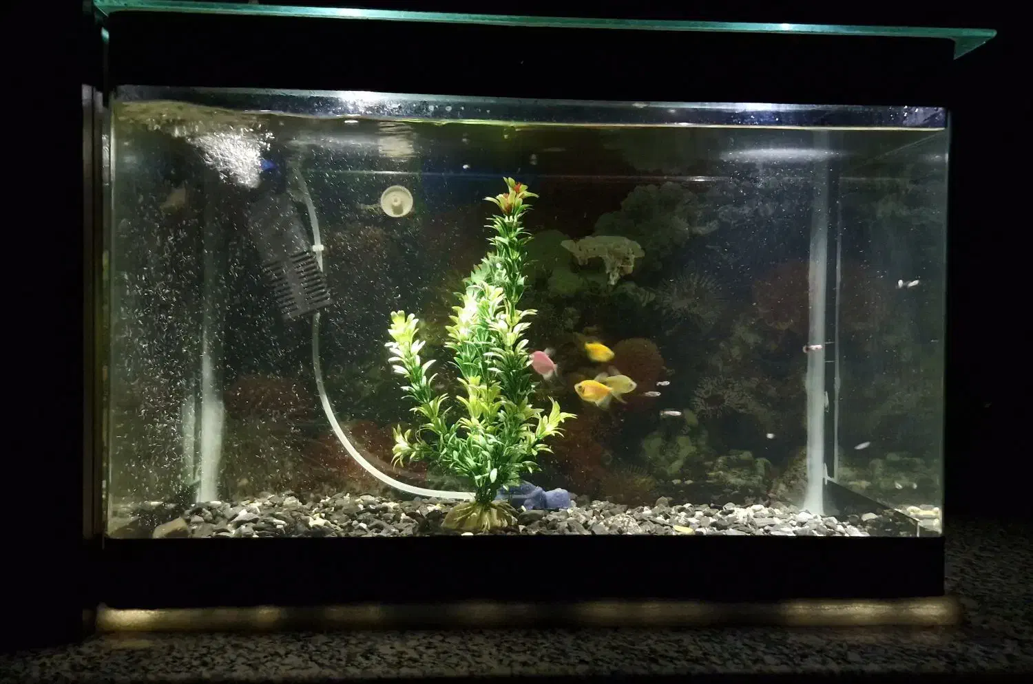 آکواریوم شیشه خم با وسایل و ماهی|ماهی|کرج, کیانمهر|دیوار