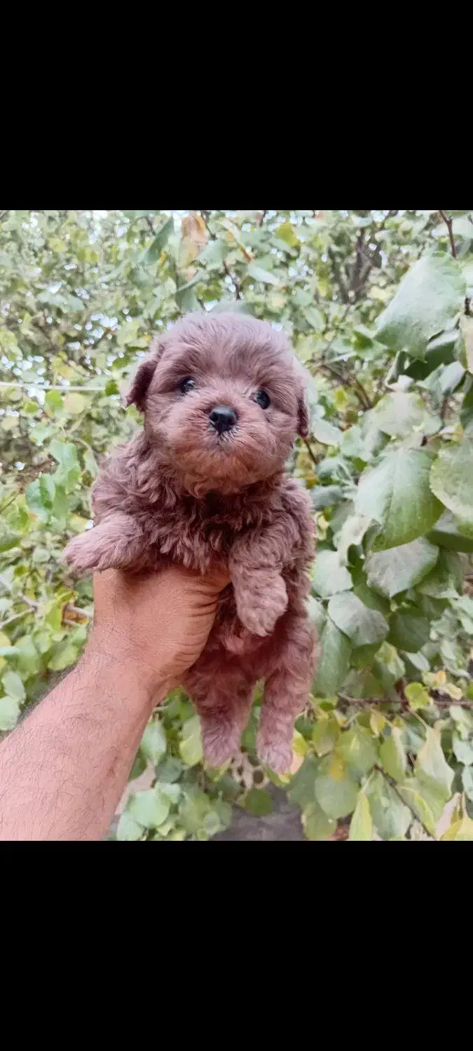 توله آپارتمانی|سگ|هشتگرد, هشتگرد قدیم|دیوار