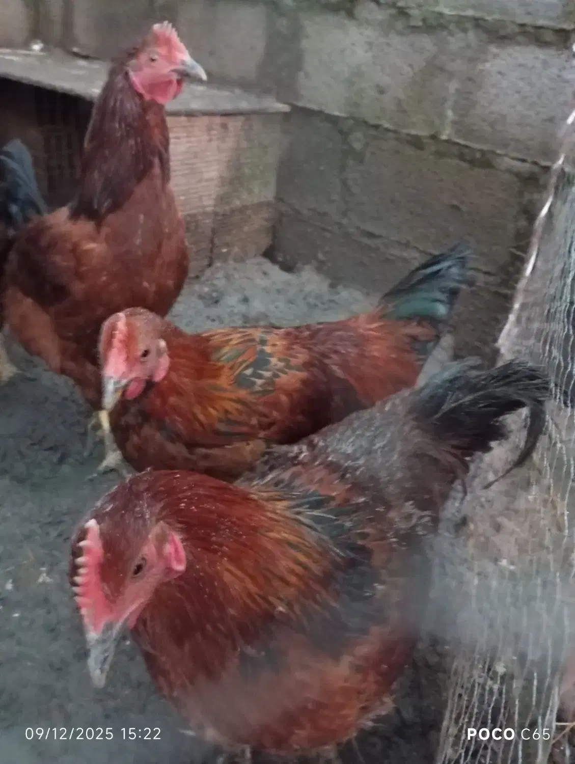 خروس محلی و جوان|حیوانات مزرعه|خشکبیجار, |دیوار