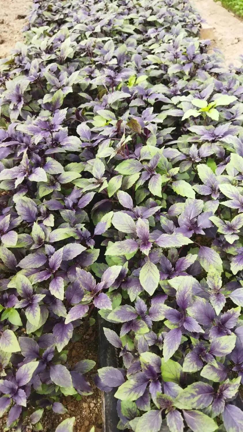 ریحان گلخانه ای|عمدهفروشی|تربتحیدریه, شهرک ولیعصر|دیوار