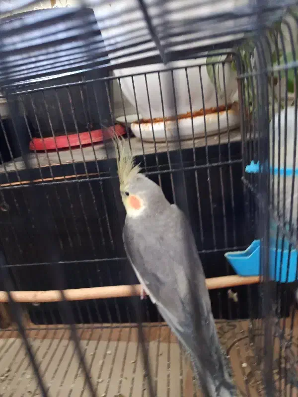 عروس هلندی نر|پرنده|محمدشهر, محمدشهر|دیوار