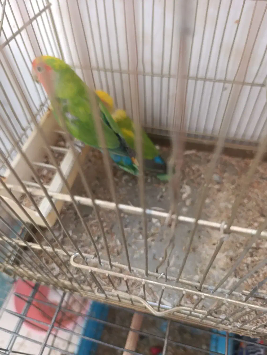 برزیلی مولد و جوجه ده|پرنده|تبریز, |دیوار