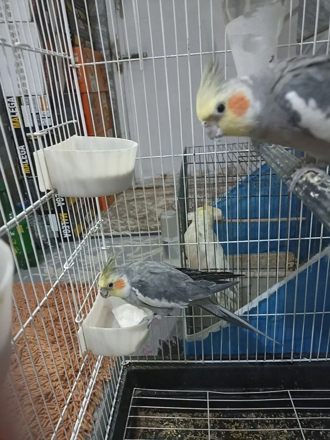 عروس هلندی لوتینو|پرنده|قم, قم نو|دیوار