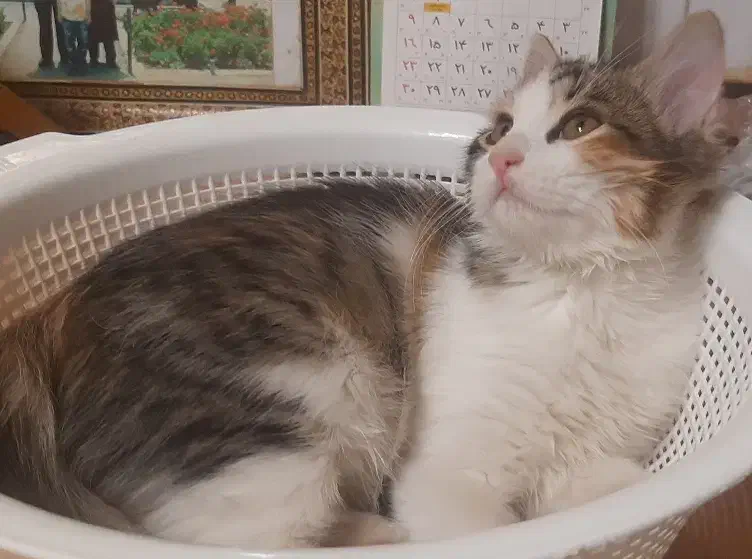 واگذاری سیمبا|گربه|تهران, مختاری|دیوار