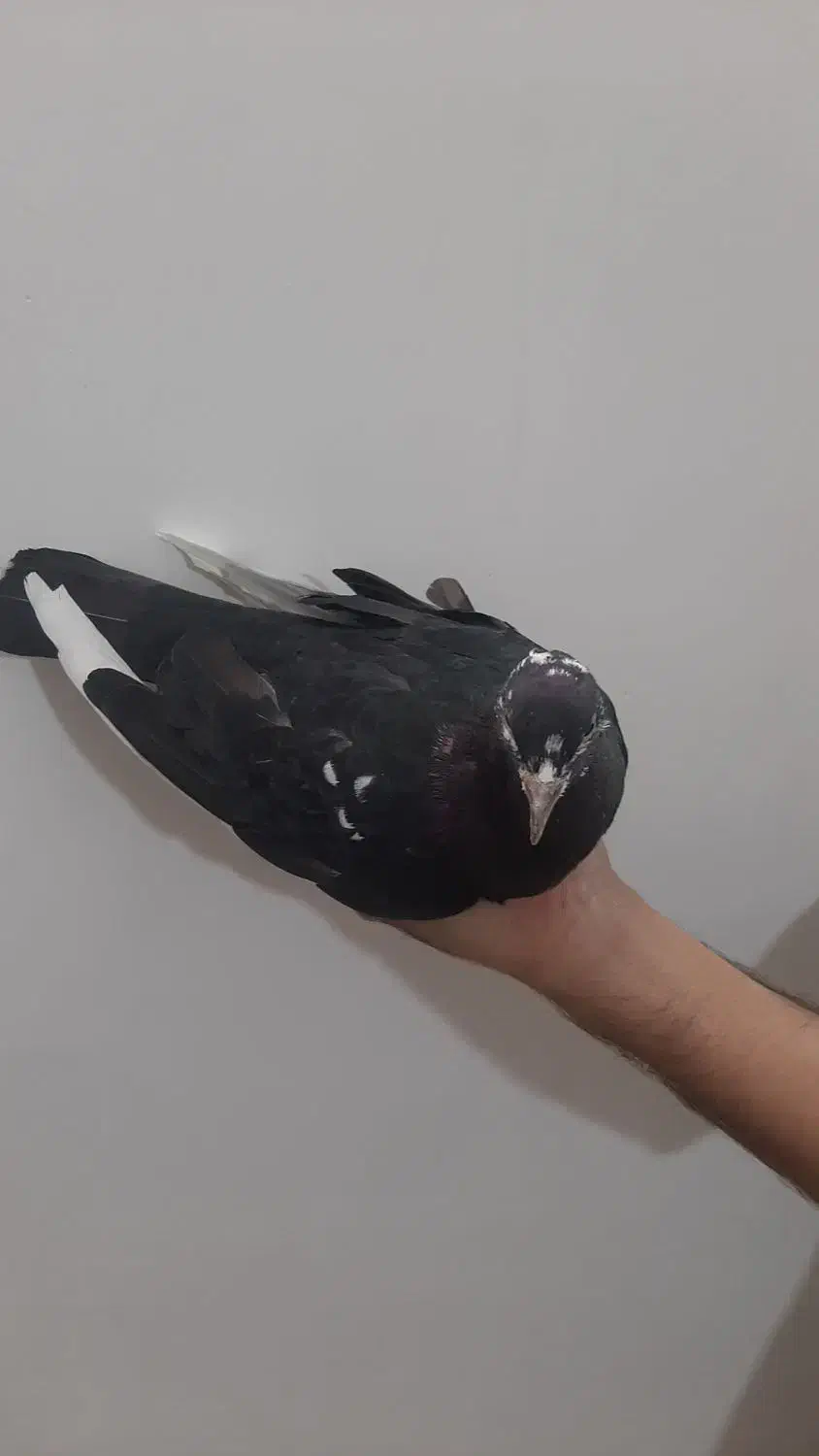 کبوتر|پرنده|سبزوار, قلعه‌نو دهزار|دیوار