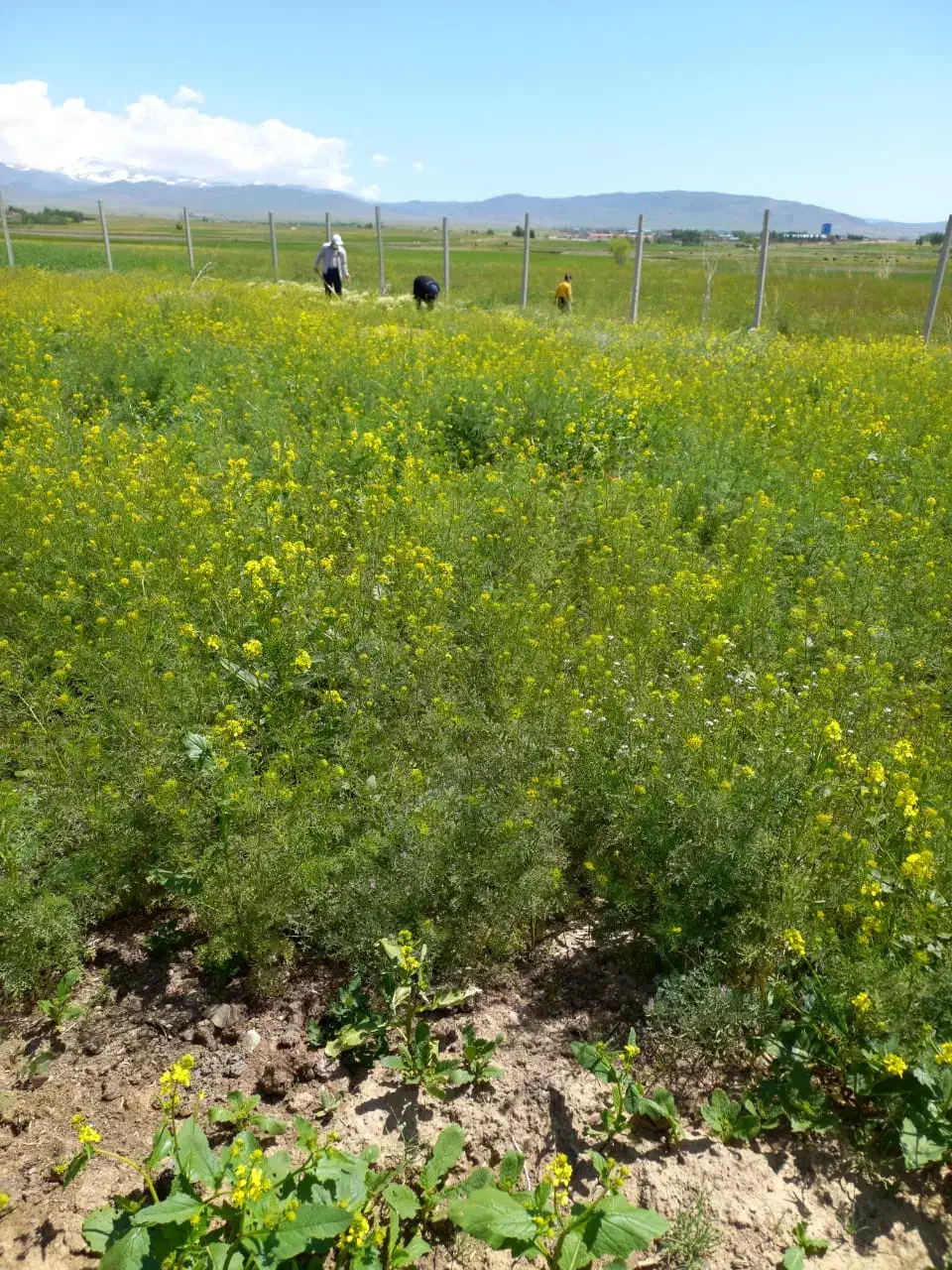 ۲۰۰متر زمین مناسب خانه باغ در جاده شهرک صنعتی|فروش زمین و ملک کلنگی|سراب, |دیوار